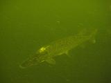 2009-08-01 14-03-46S